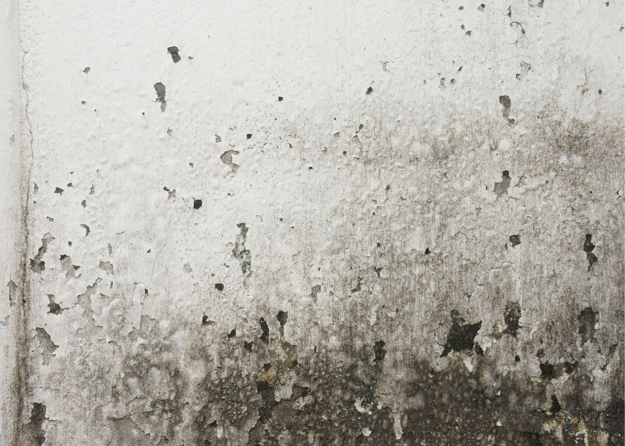 Black mold growth on an interior wall in an Overland Park, KS home